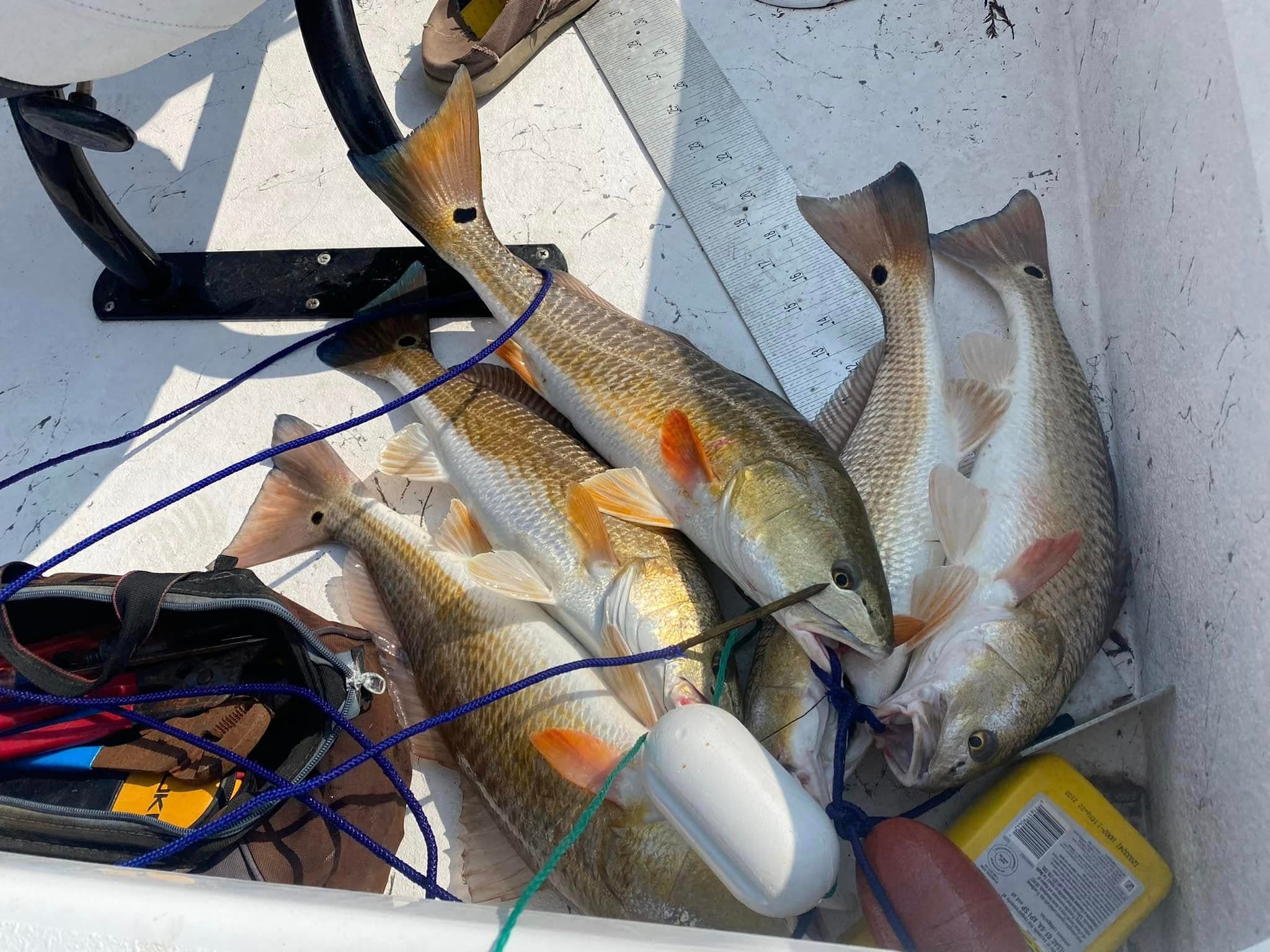 Guide Fish Pic from Baffin Cabins